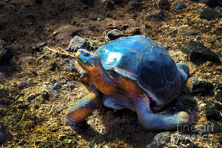 Turtle Photograph - Medium Galapagos Giant Tortoise by Al Bourassa