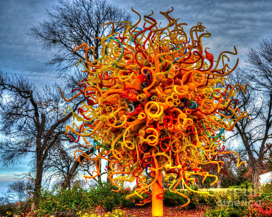 Medusa Tree Photograph by Debbi Granruth