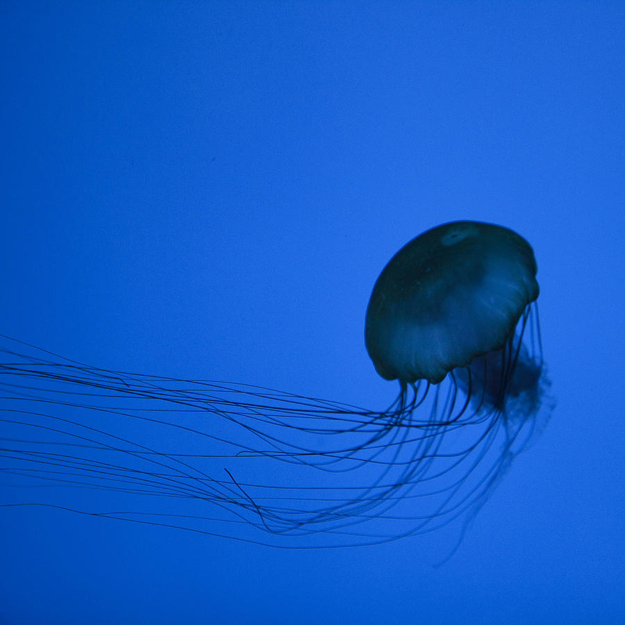 Medusozoa Digital Art by George Pennington