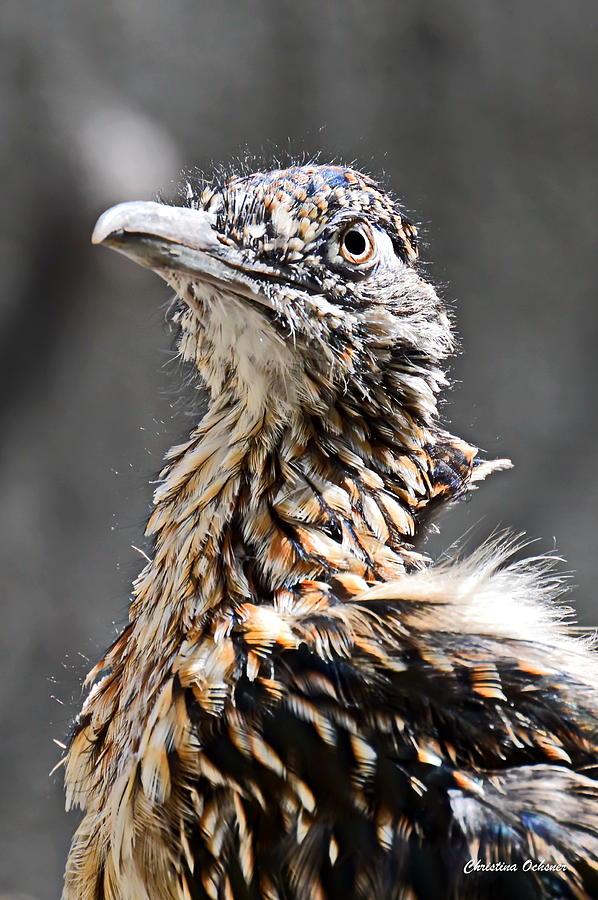 Meep Meep Photograph - Meep Meep by Christina Ochsner Meep Meep Photograph - Meep Meep by Christina Ochsner