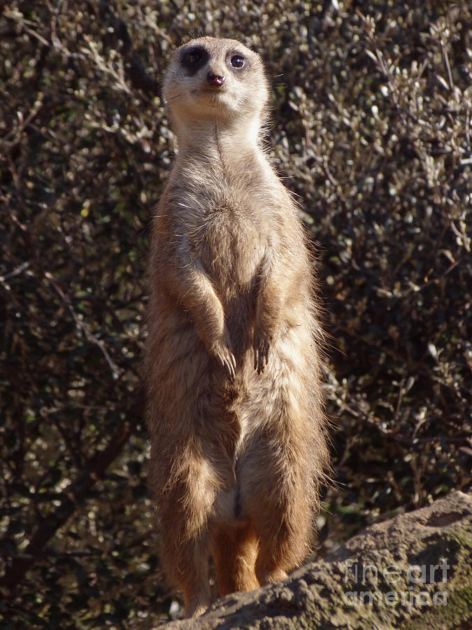 Meercat - on the lookout Photograph by Phil Banks