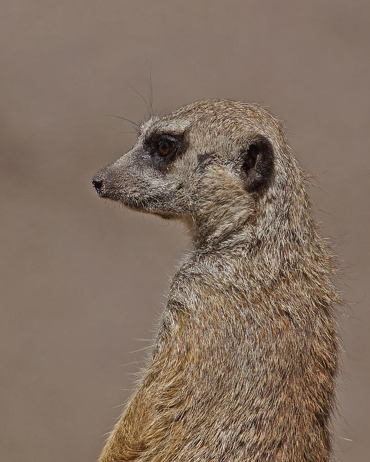 Meerkat Photograph - Meerkat 11 by Ernest Echols