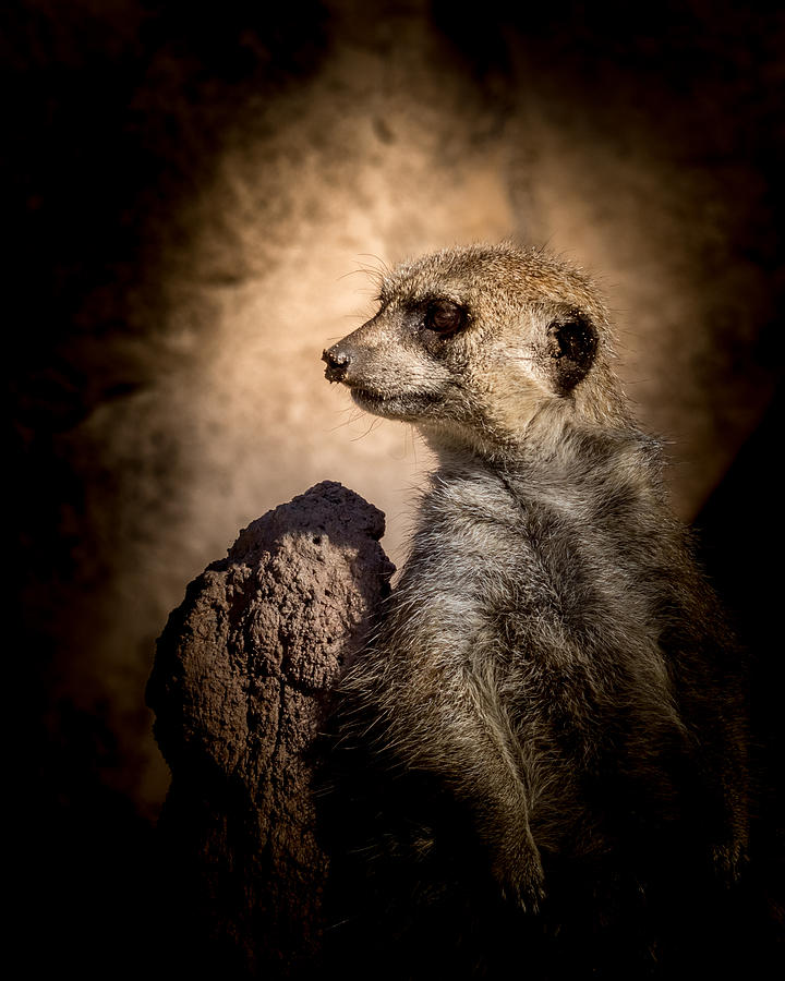 Meerkat 12 Photograph by Ernest Echols