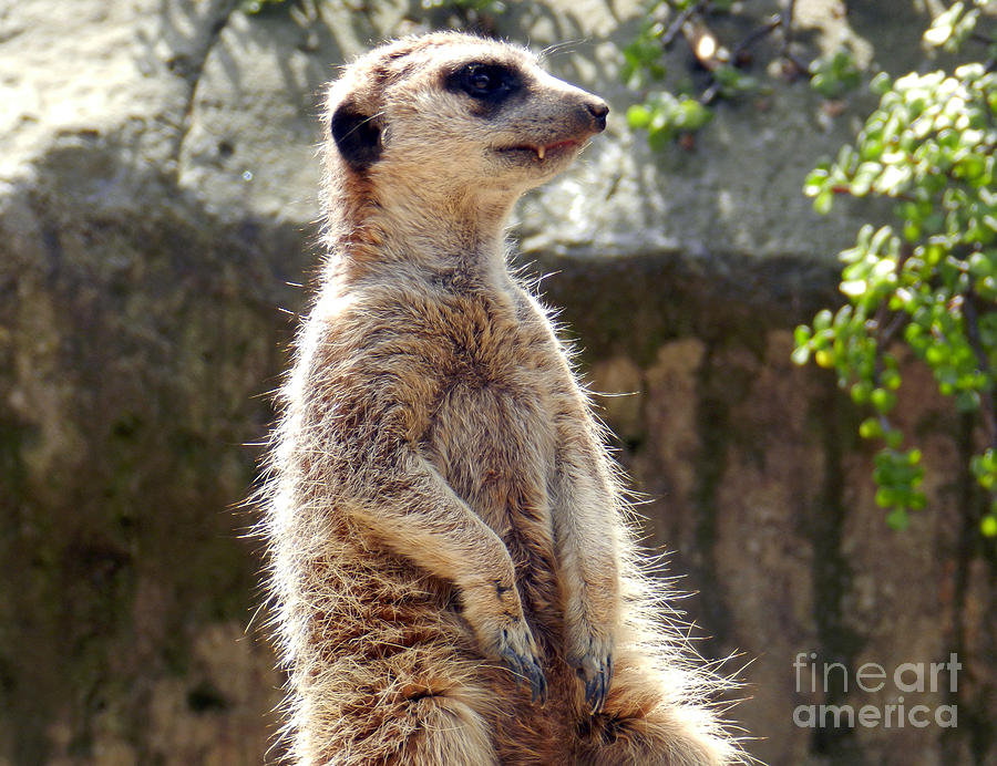 Meerkat Photograph - Meerkat 2 by Katelyn Robbins