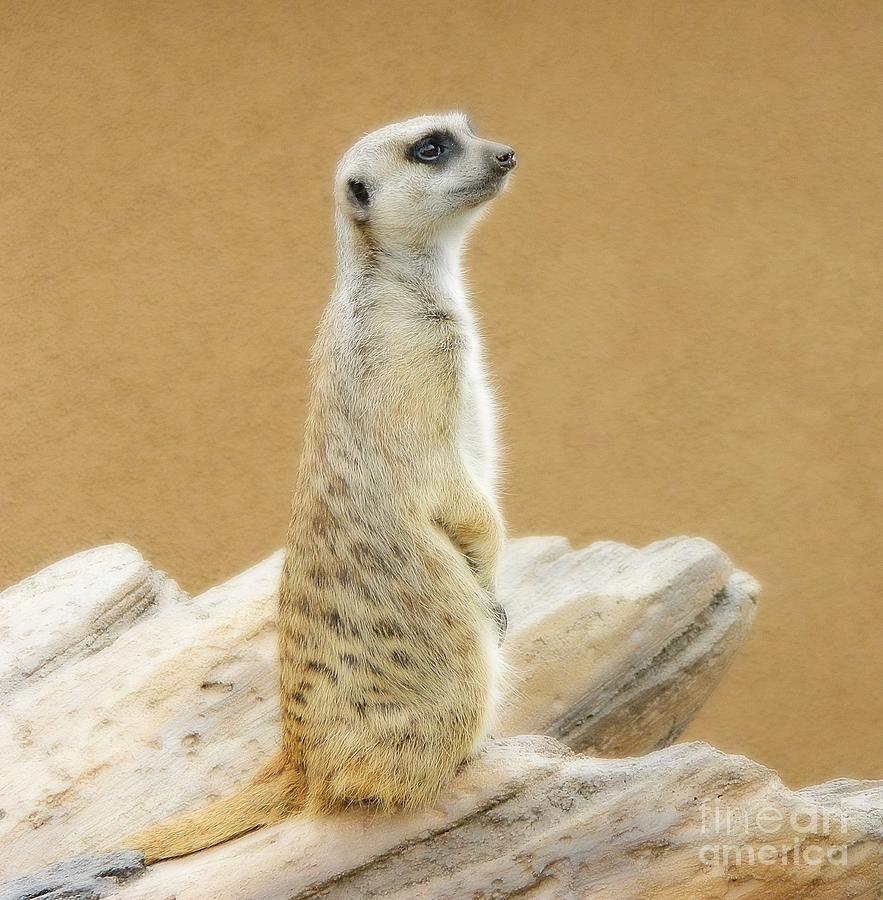 Meerkat 2 Photograph by Michelle Frizzell-Thompson