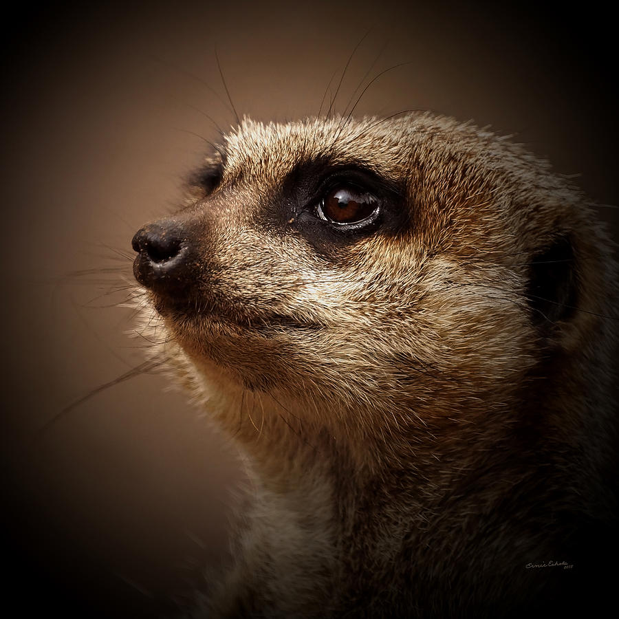 Meerkat Photograph - Meerkat 6 by Ernest Echols