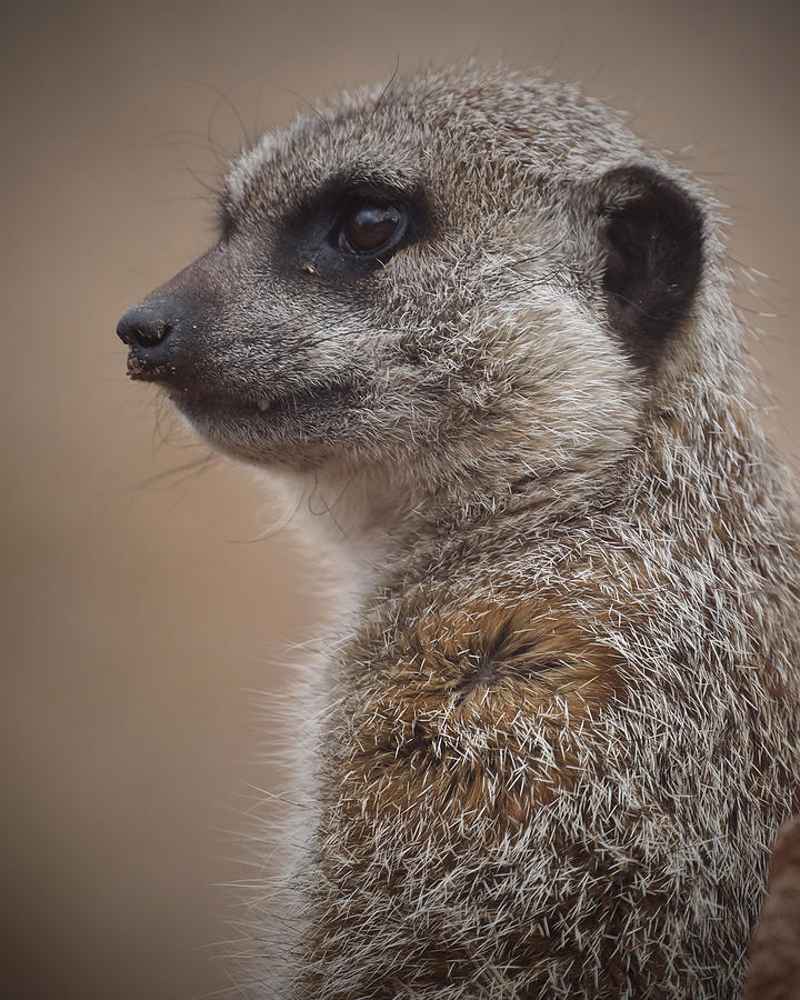Meerkat Photograph - Meerkat 9 by Ernest Echols