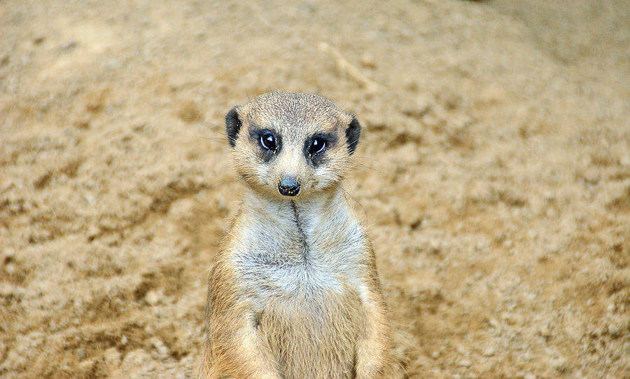 Meerkat Photograph - Meerkat by Aimee L Maher ALM GALLERY