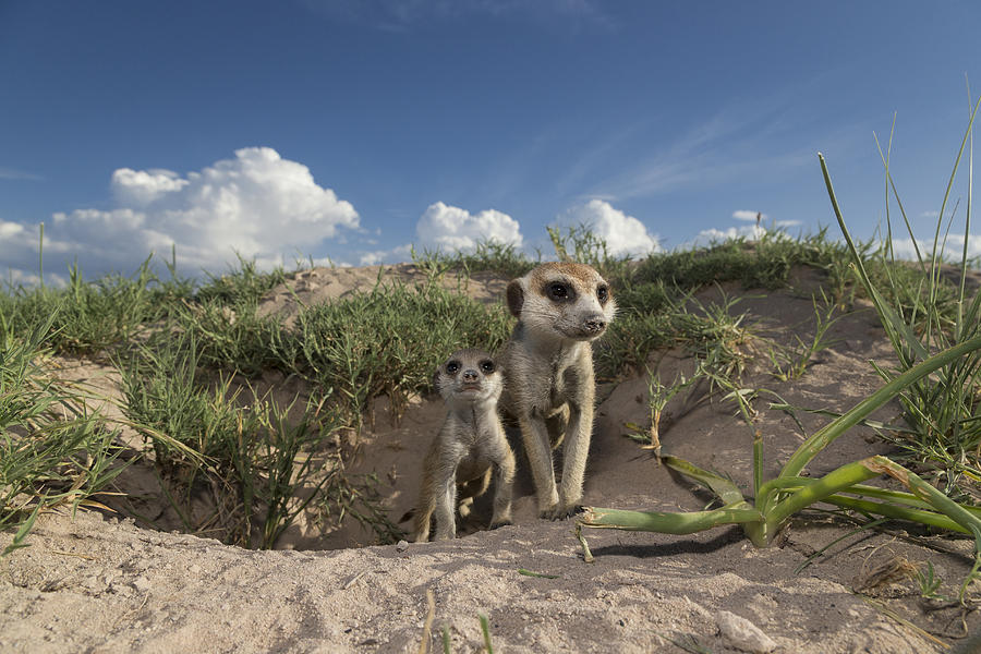 Meerkat And Baby At Burrow Botswana Photograph by Vincent Grafhorst
