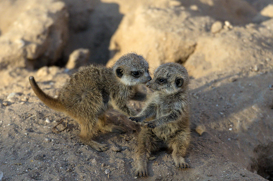 Meerkat Babies Photograph by Mark Newman