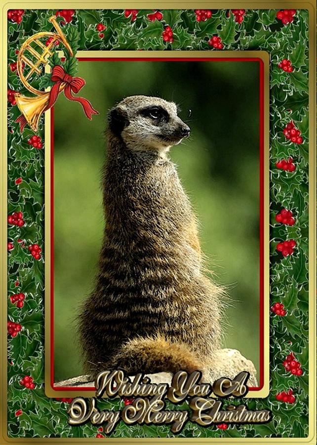 Meerkat Blank Christmas Greeting Card Painting by Olde Time  Mercantile