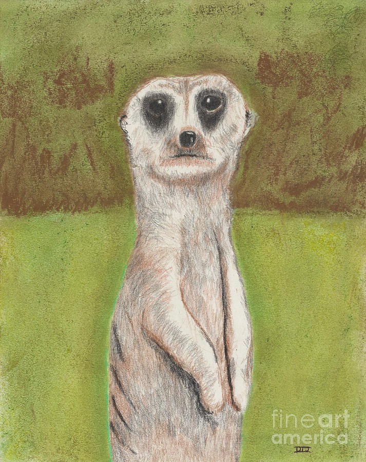 Meerkat Drawing by David Jackson