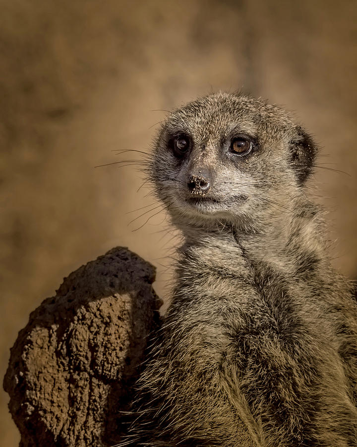 Meerkat Photograph by Ernest Echols