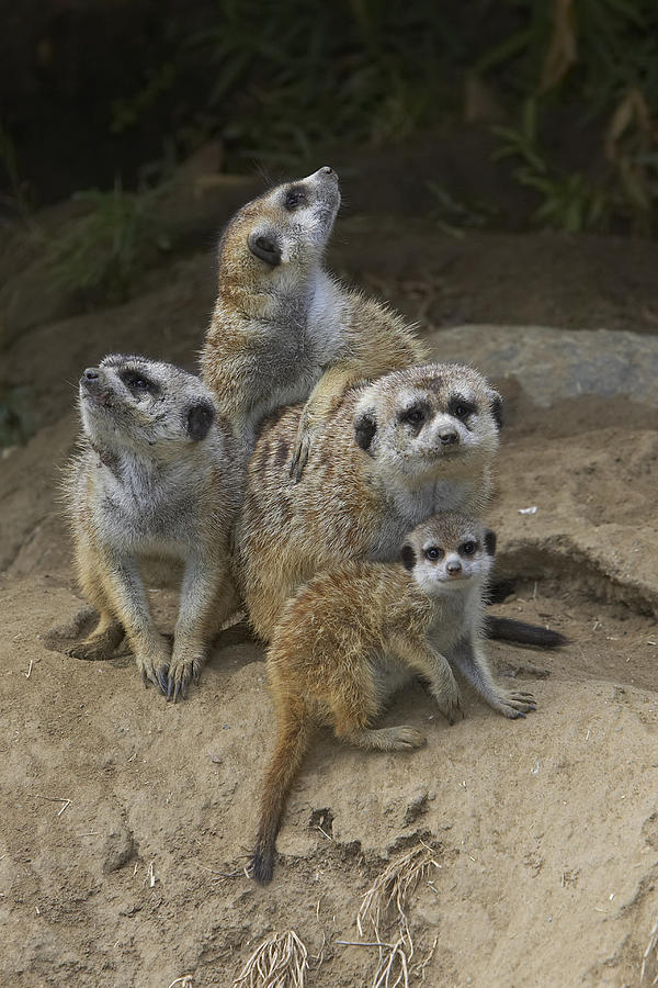 Meerkat Group Huddling Together Photograph by San Diego Zoo