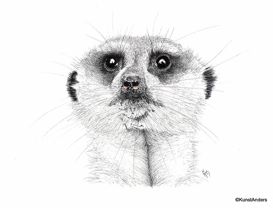 Animal Drawing - Meerkat by Hanneke Messelink-Anders