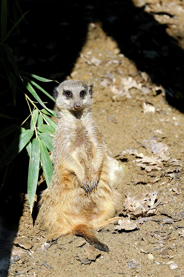 Nature Photograph - Meerkat by Heiti Paves