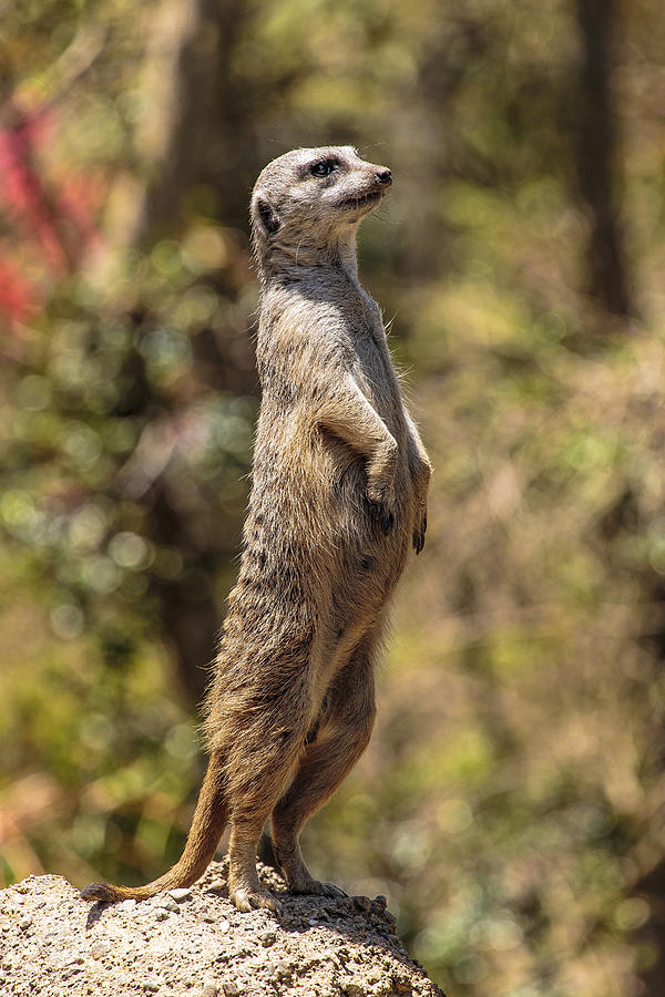 Meerkat Photograph