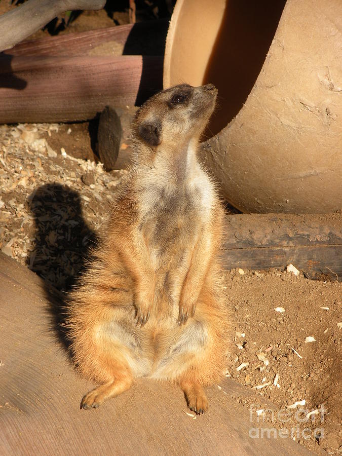 Meerkat in the sun Photograph by Jan Freeman - Fine Art America