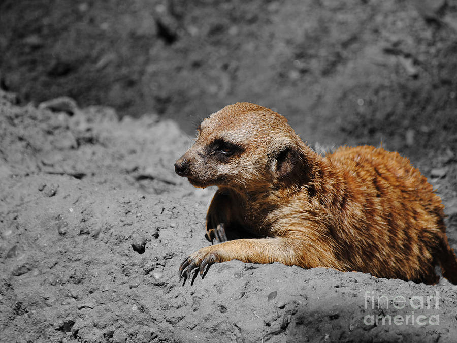 Meerkat Photograph by Jai Johnson
