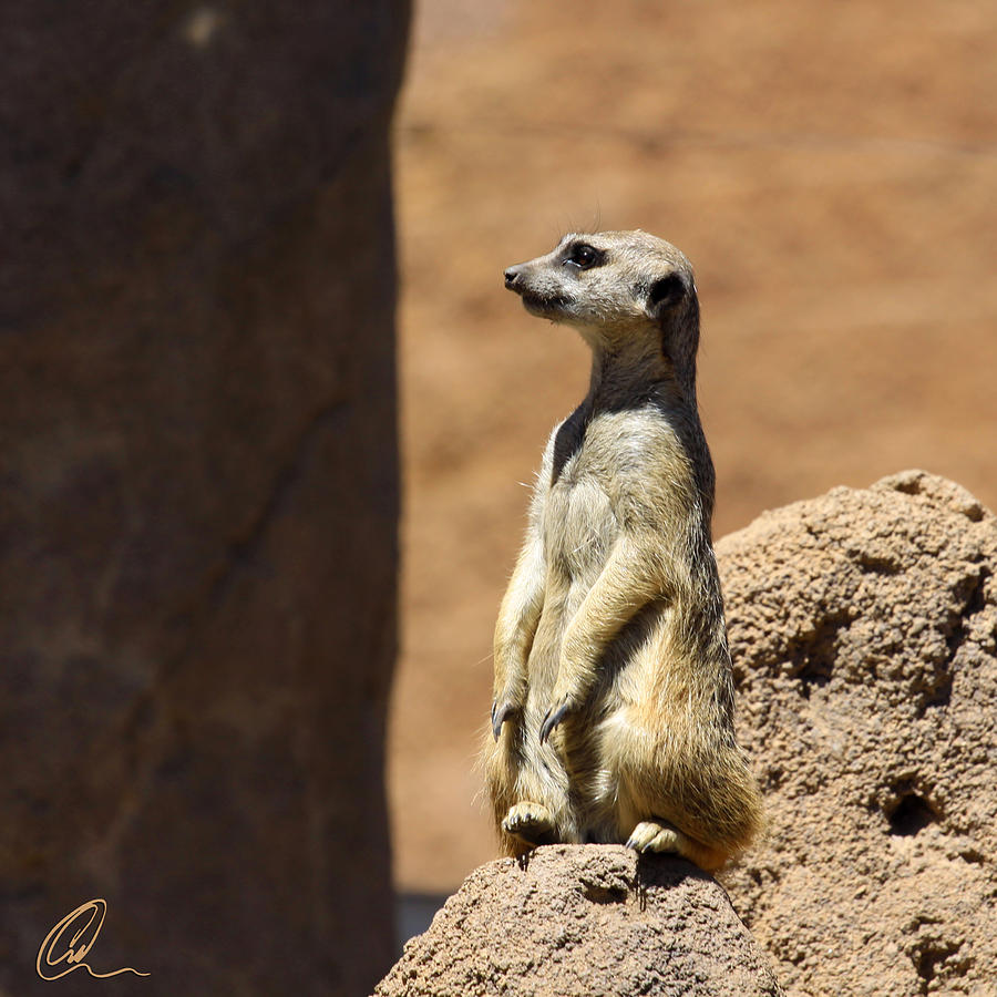 Meerkat Lookout Squared Photograph by Chris Thomas