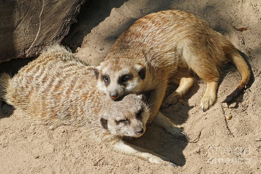 meerkats in love