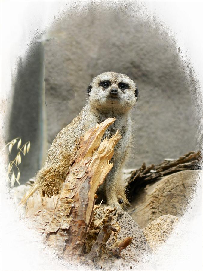 Meerkat Photograph by Michelle Frizzell-Thompson