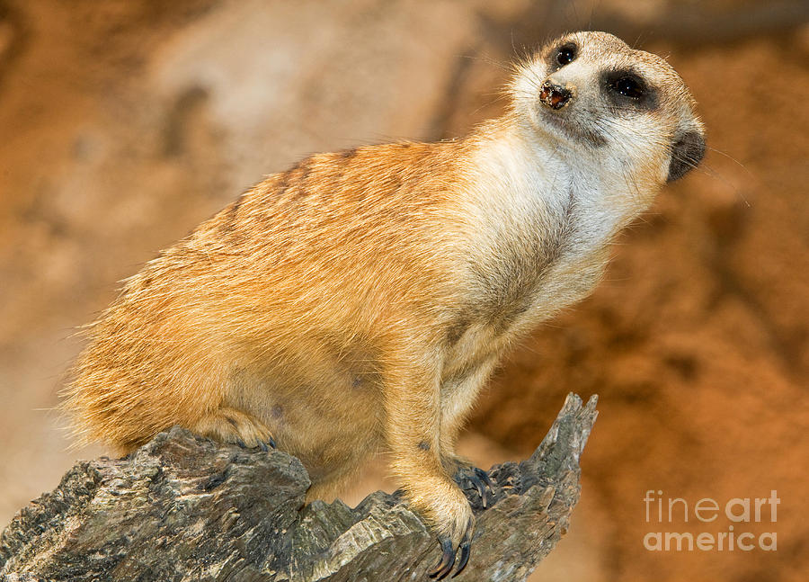 Meerkat Photograph by Millard H. Sharp