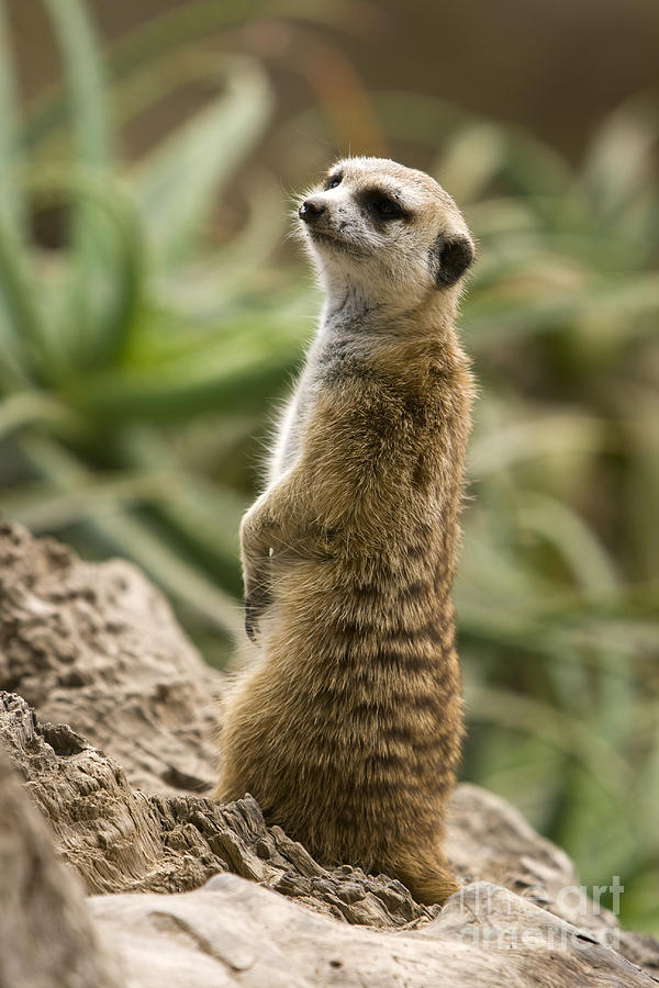 Meerkat Mongoose Portrait Photograph by David Millenheft