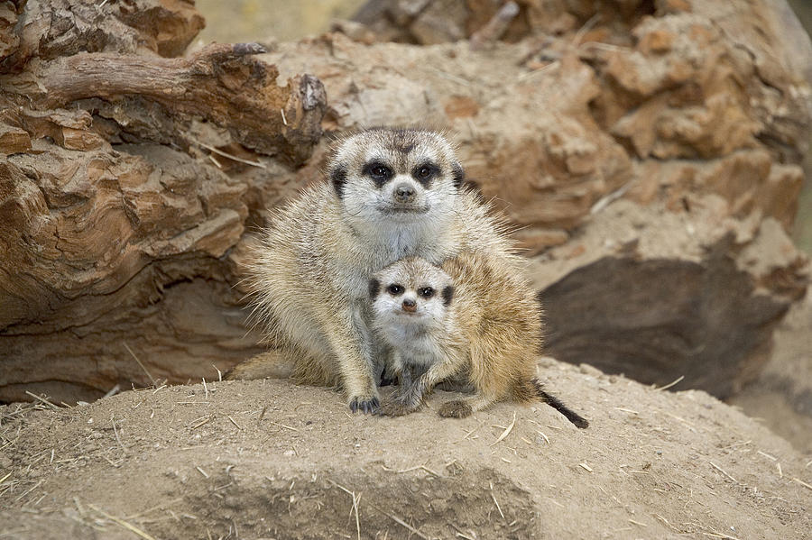 Meerkat Mother And Baby Photograph by San Diego Zoo