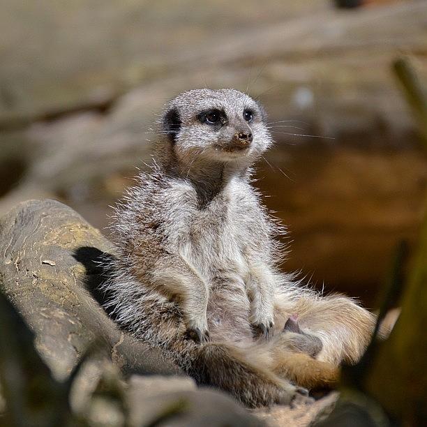 Meerkat Photograph - #meerkat #nikon #d3200 #zoo #love by Christine Cherry