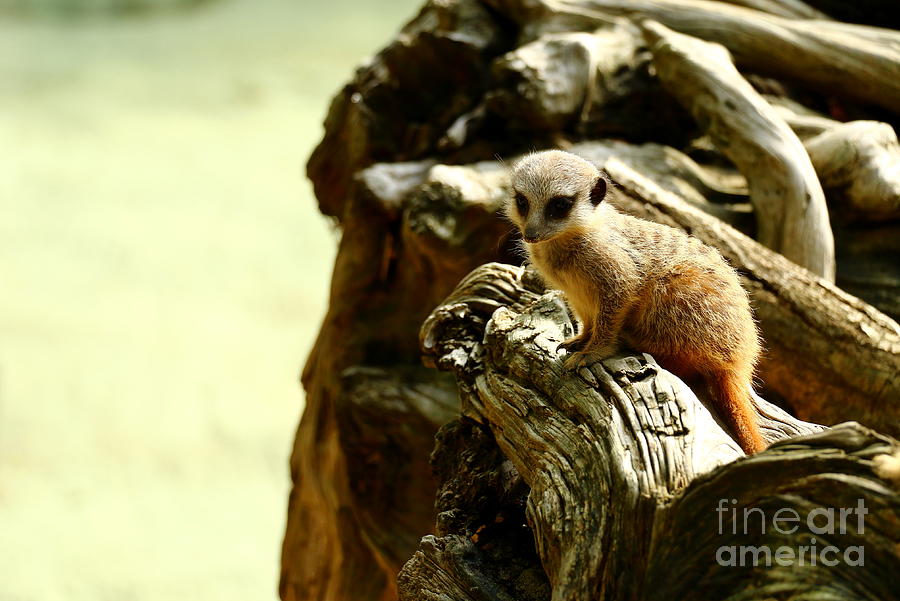Meerkat Offspring Photograph by Christiane Schulze Art And Photography