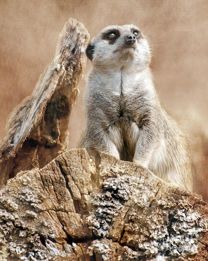 Wildlife Photograph - Meerkat On A Mount by Linsey Williams
