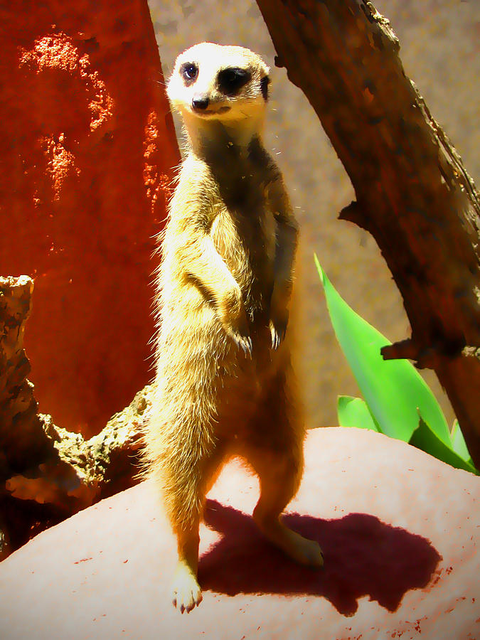 Up Movie Photograph - Meerkat on watch by Amber Nissen