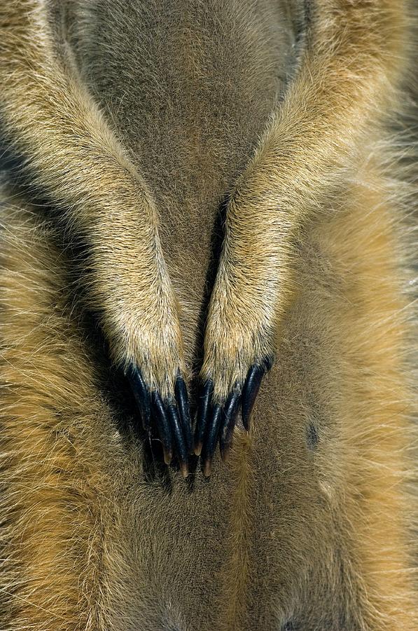 Nature Photograph - Meerkat Paws by Tony Camacho/science Photo Library
