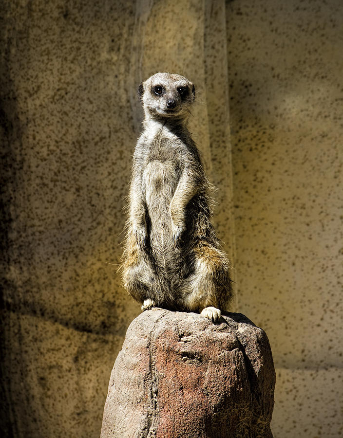 Meerkat Personality Photograph by Kathy Clark