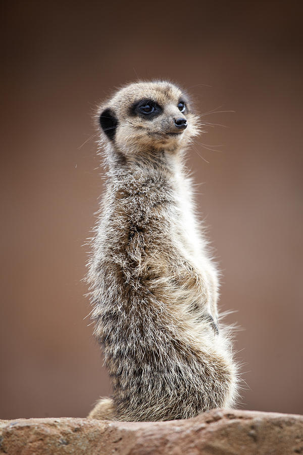 Meerkat Photograph - Meerkat Portrait by Gillian Dernie Meerkat Photograph - Meerkat Portrait by Gillian Dernie