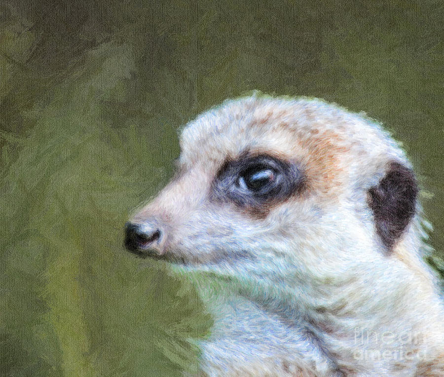 Meerkat Digital Art - Meerkat portrait Suricata suricatta by Liz Leyden