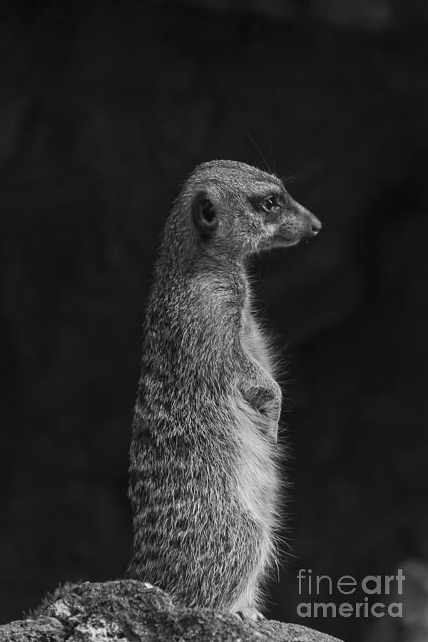 Meerkat Profile Black And White Photograph by Steve Triplett