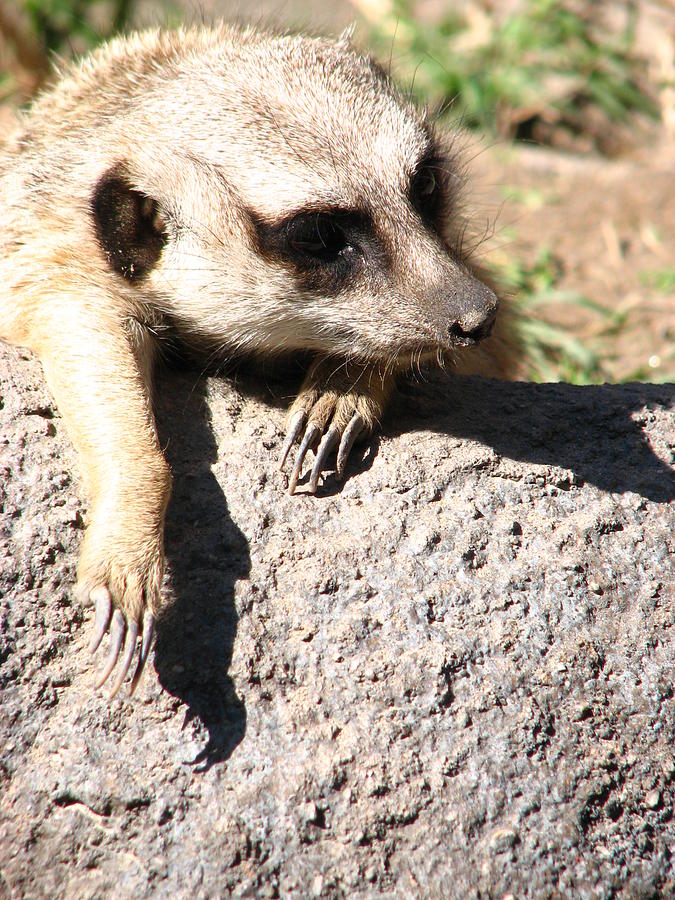 Meerkat Relaxing on Rock Photograph by Cleaster Cotton