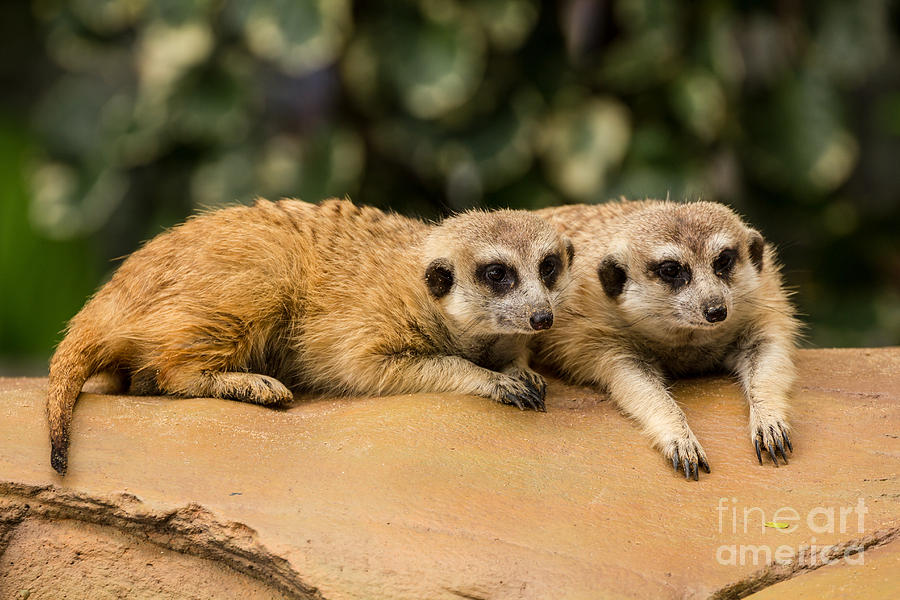 Meerkat resting on ground Photograph by Tosporn Preede