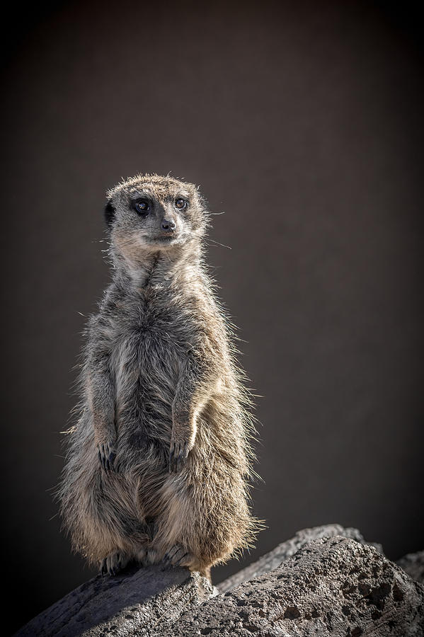Meerkat Sentinel Photograph by Ernest Echols