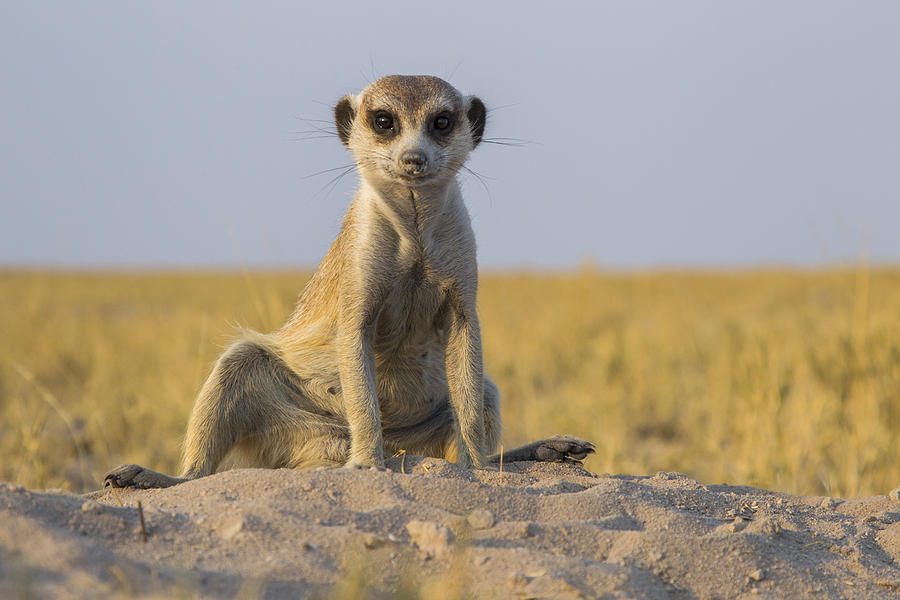 Meerkat Sitting Near Burrow Botswana Photograph by Vincent Grafhorst