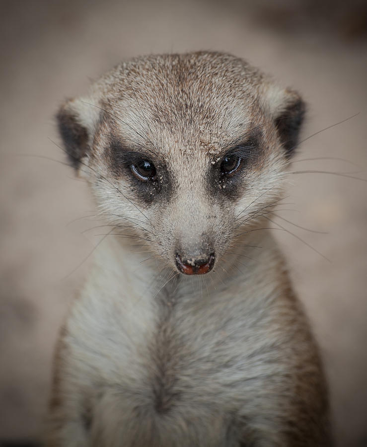 Meerkat Stare-Down Photograph by Shirley Radabaugh