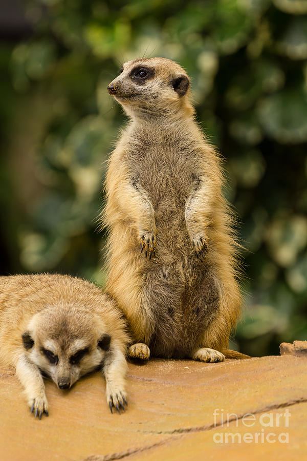 Meerkat Photograph by Tosporn Preede