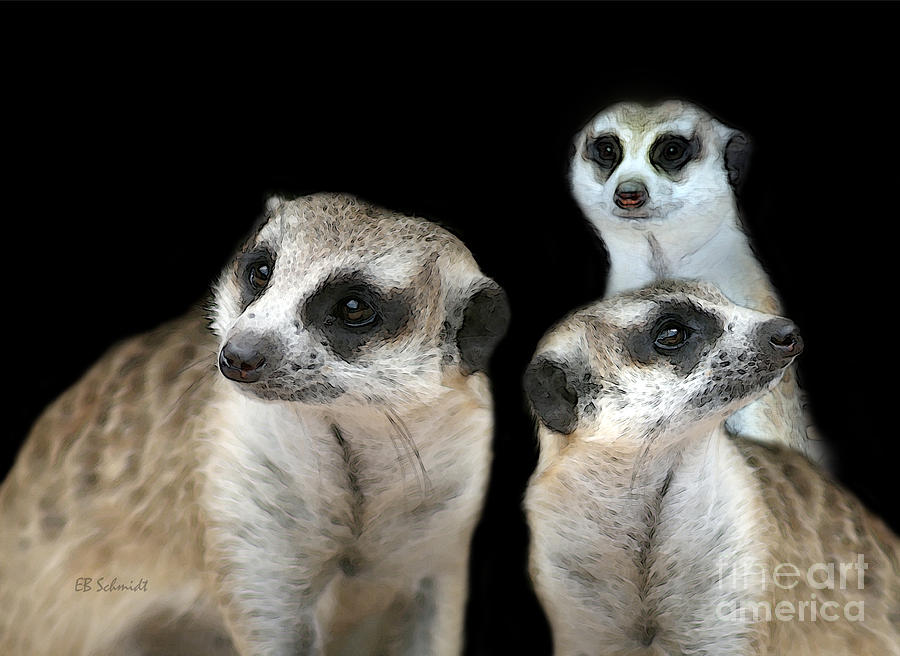 Meerkat Trio Photograph by E B Schmidt