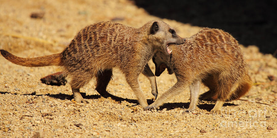 Meerkats Fighting Photograph by Max Allen