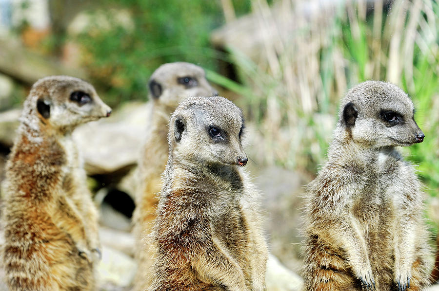 Nature Photograph - Meerkats by Heiti Paves