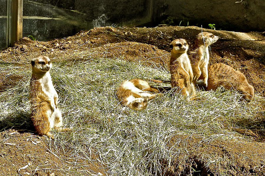 Meerkats in San Diego Zoo Safari Park in Escondido-California Photograph by Ruth Hager