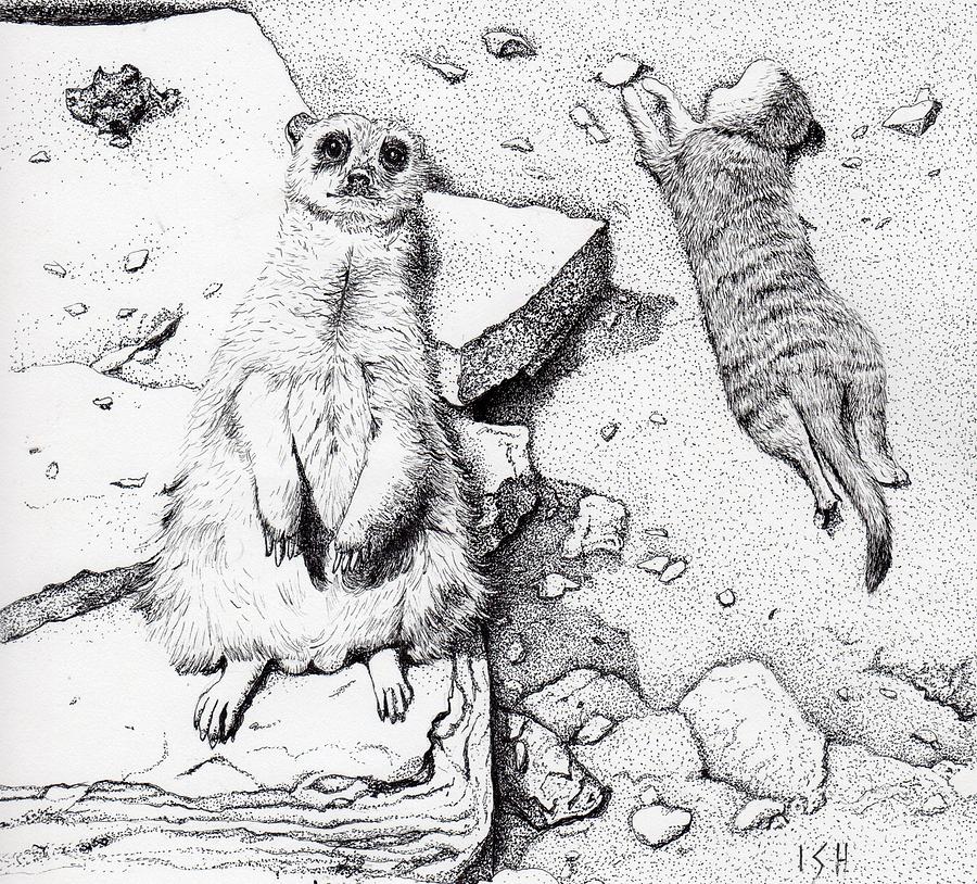 Animal Drawing - Meerkats by Inger Hutton