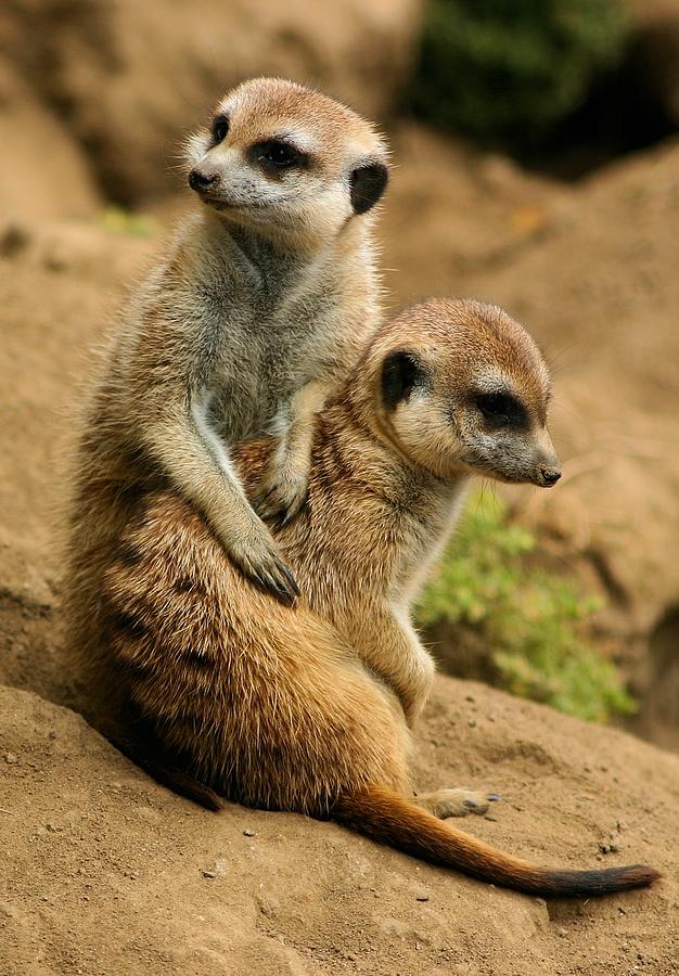 Meerkats Photograph by Jane Girardot